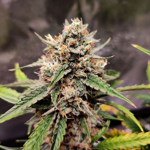 Mephisto FSx4BOG growlog timeline photo
