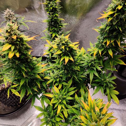 Canuk GG#4 growlog timeline photo