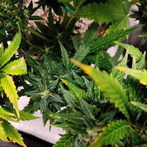 Canuk GG#4 growlog timeline photo