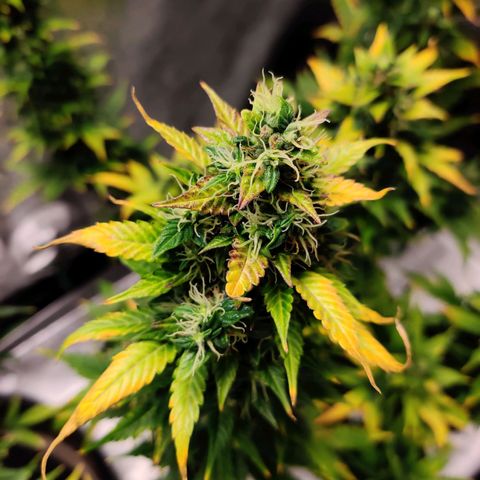 Canuk GG#4 growlog timeline photo