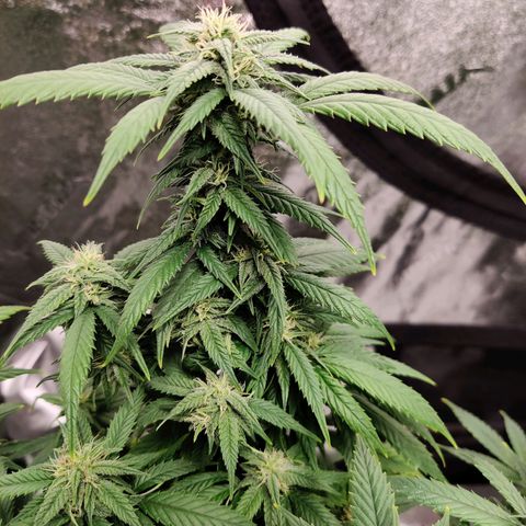 Cinex_1.0 growlog timeline photo