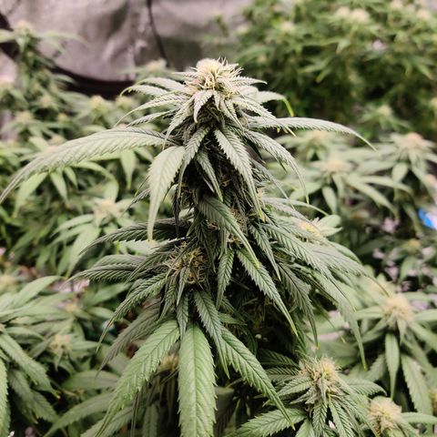 Cinex_1.1 growlog timeline photo