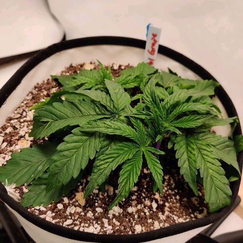 Meph Double Grape growlog timeline photo