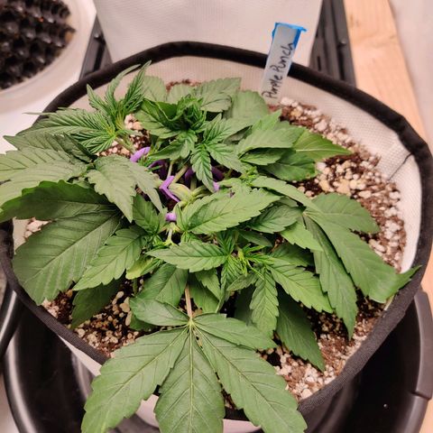 Barney's Purple Punch growlog timeline photo