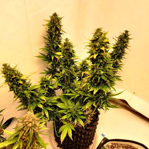 Canuk GG#4 growlog photo: Moved to white room