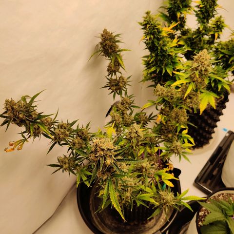 Mephisto FSx4BOG growlog photo: Moved to white room