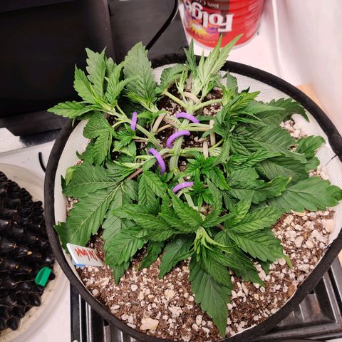 Meph Double Grape growlog timeline photo