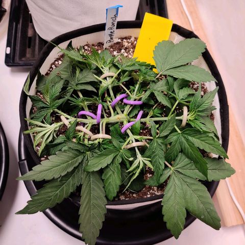 Barney's Purple Punch growlog timeline photo