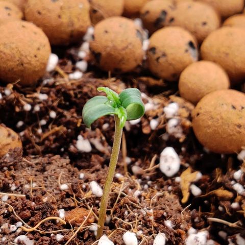 Meph HubbaBubby growlog timeline photo
