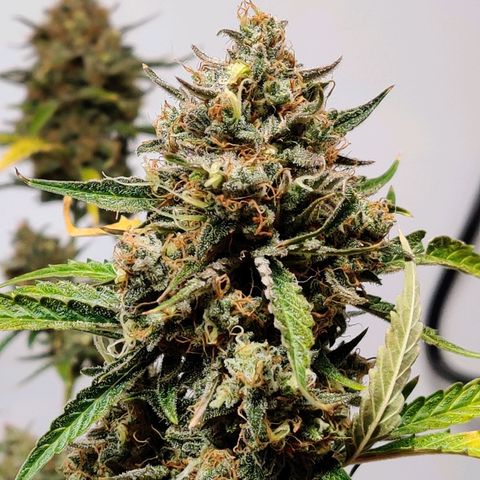 Mephisto FSx4BOG growlog timeline photo