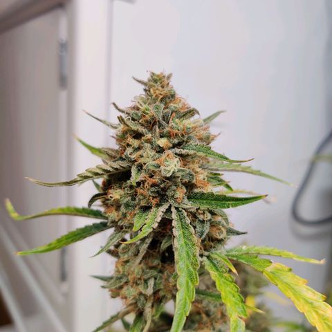 Mephisto FSx4BOG growlog timeline photo