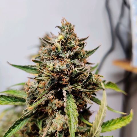 Mephisto FSx4BOG growlog timeline photo
