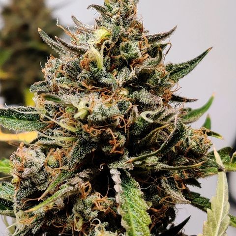 Mephisto FSx4BOG growlog timeline photo