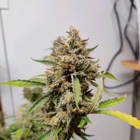 Mephisto FSx4BOG growlog timeline photo