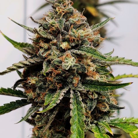 Mephisto FSx4BOG growlog timeline photo