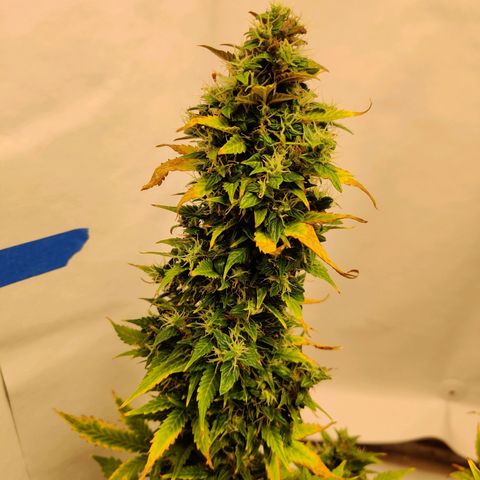 Canuk GG#4 growlog timeline photo