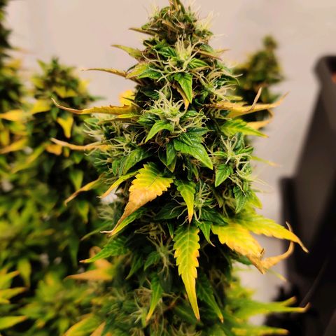 Canuk GG#4 growlog timeline photo