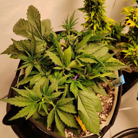 Barney's Purple Punch growlog timeline photo