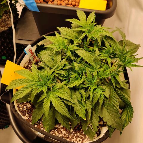 Meph Double Grape growlog timeline photo