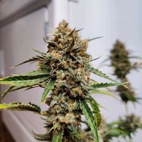 Mephisto FSx4BOG growlog timeline photo