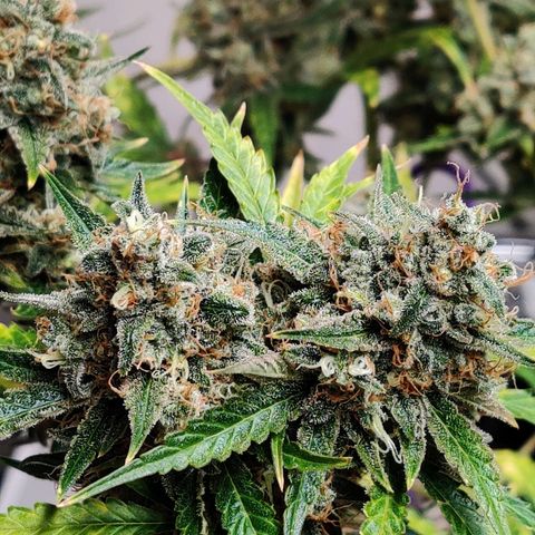 Mephisto FSx4BOG growlog timeline photo