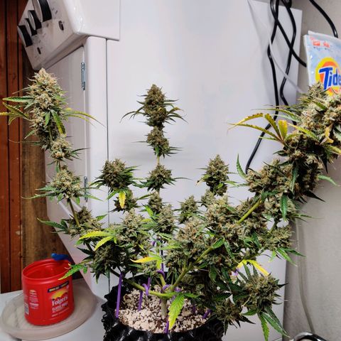 Mephisto FSx4BOG growlog timeline photo