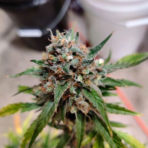 Mephisto FSx4BOG growlog timeline photo