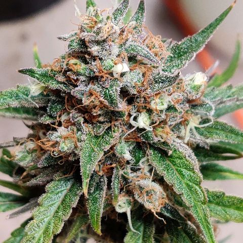 Mephisto FSx4BOG growlog timeline photo