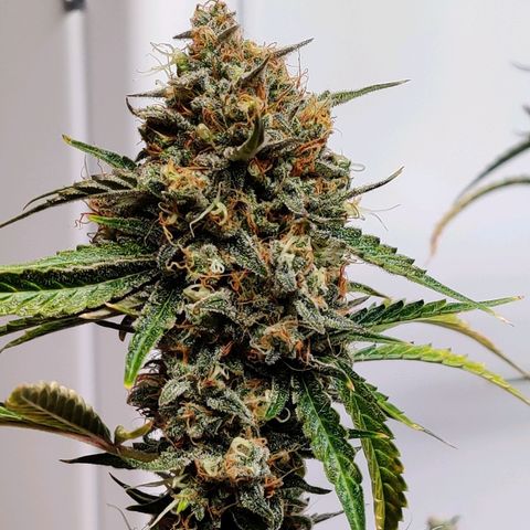 Mephisto FSx4BOG growlog timeline photo