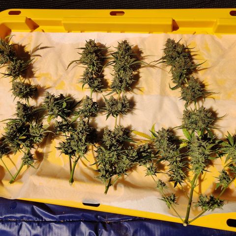 Mephisto FSx4BOG growlog timeline photo