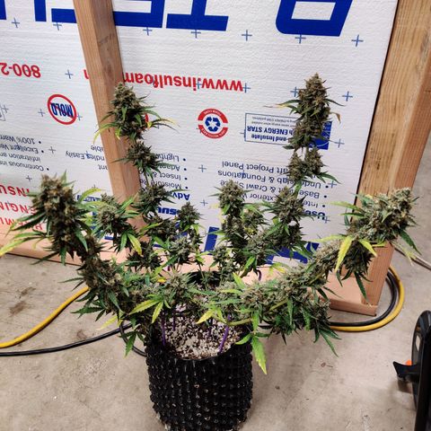 Mephisto FSx4BOG growlog timeline photo