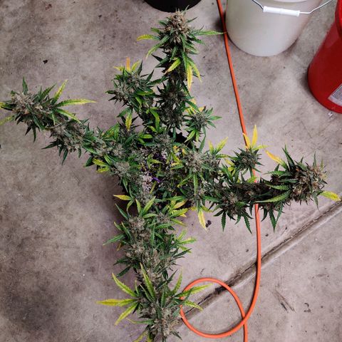 Mephisto FSx4BOG growlog timeline photo