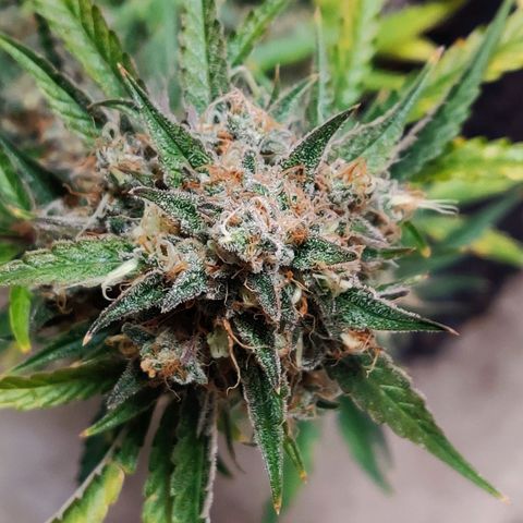 Mephisto FSx4BOG growlog timeline photo