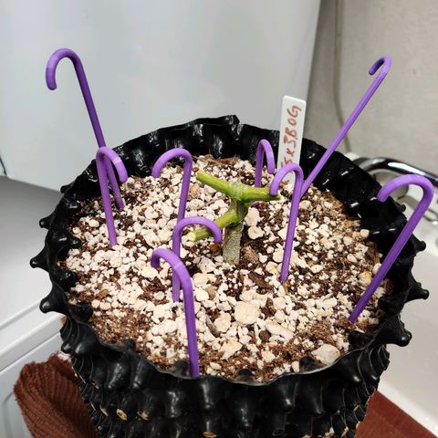 Mephisto FSx4BOG growlog timeline photo
