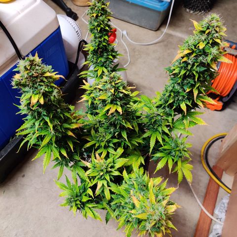 Canuk GG#4 growlog timeline photo