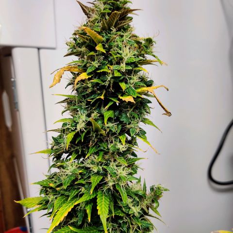 Canuk GG#4 growlog timeline photo