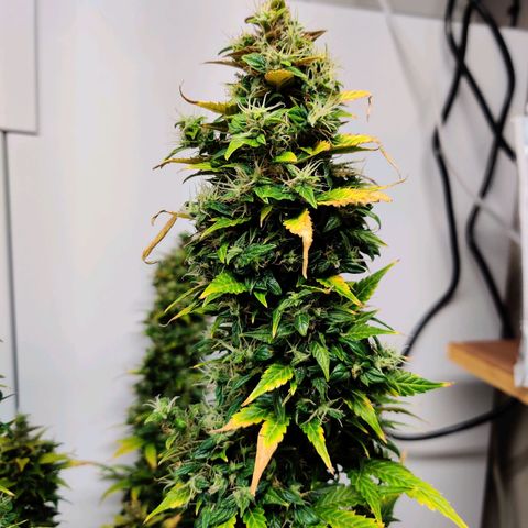 Canuk GG#4 growlog timeline photo