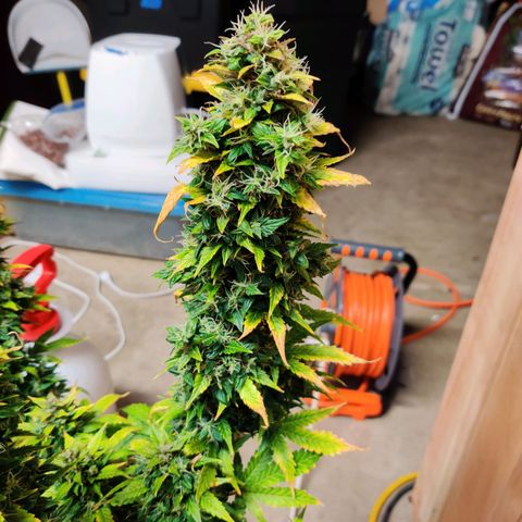Canuk GG#4 growlog timeline photo