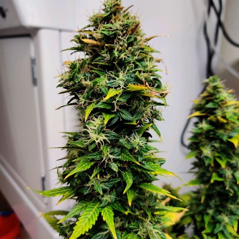 Canuk GG#4 growlog timeline photo
