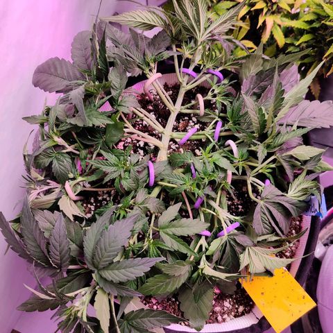 Barney's Purple Punch growlog timeline photo