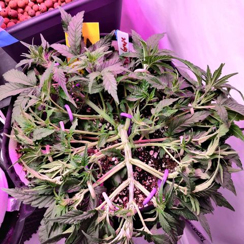 Meph Double Grape growlog timeline photo