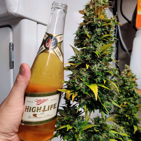 Canuk GG#4 growlog timeline photo