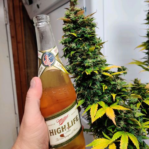 Canuk GG#4 growlog timeline photo