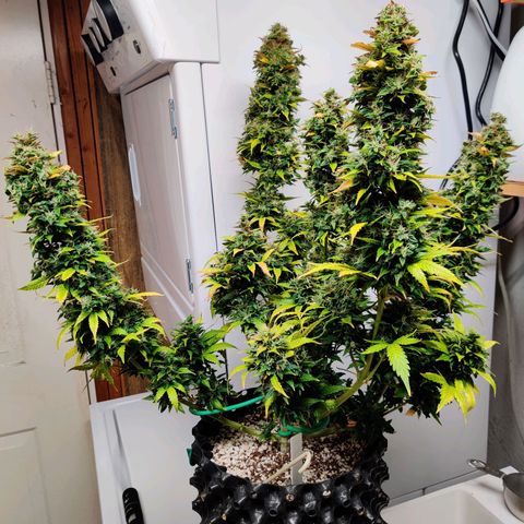 Canuk GG#4 growlog timeline photo