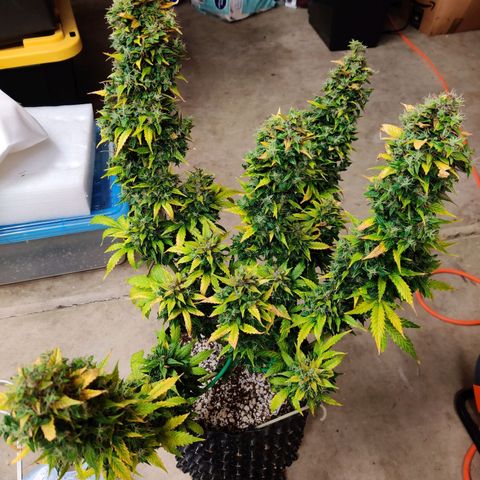 Canuk GG#4 growlog timeline photo