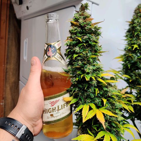 Canuk GG#4 growlog timeline photo