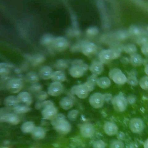Canuk GG#4 growlog timeline photo