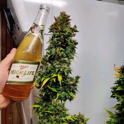 Canuk GG#4 growlog timeline photo