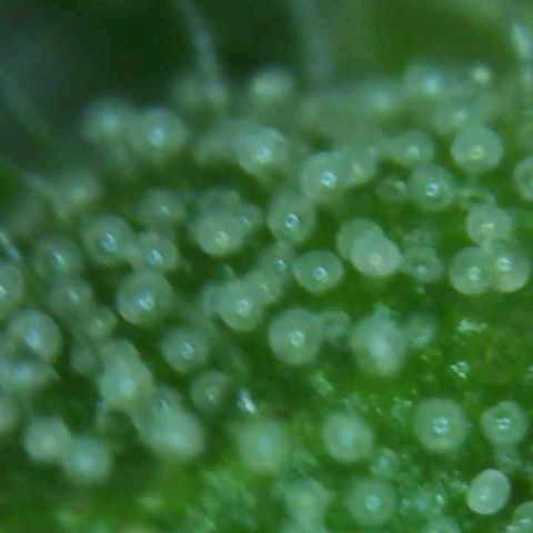 Canuk GG#4 growlog timeline photo