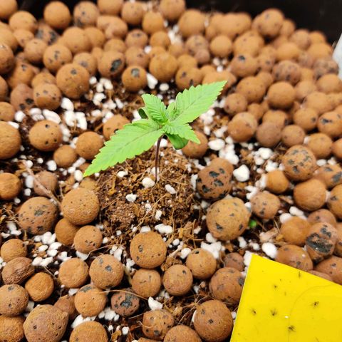 Meph HubbaBubby growlog timeline photo